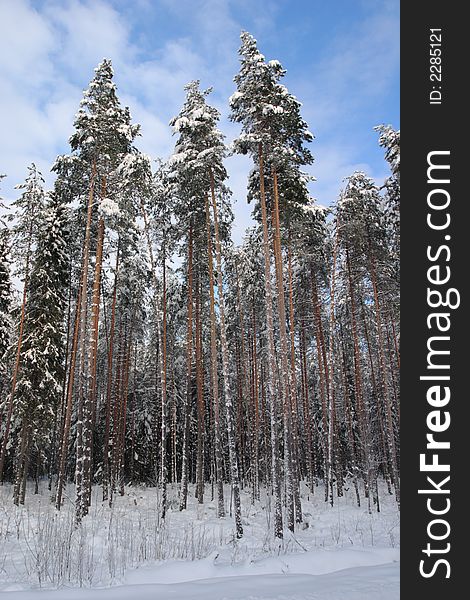 Trees under snow at winter time landscapes. Trees under snow at winter time landscapes