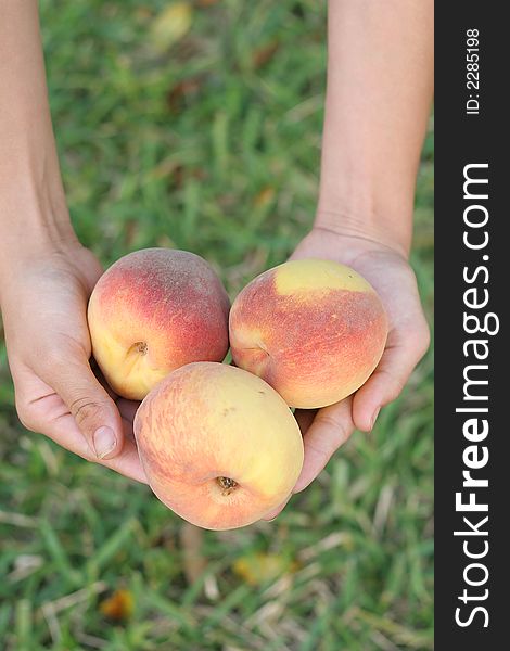 Handful Of Peaches Vertical
