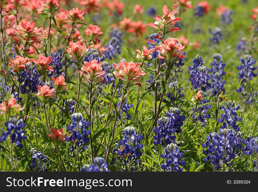 Field of Bluebonnets, the State flower of Texas, and Indian Paintbrushes in Texas. Field of Bluebonnets, the State flower of Texas, and Indian Paintbrushes in Texas