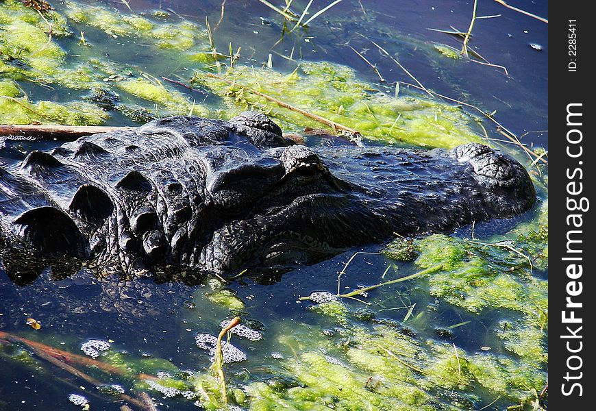 This is a american alligator closeup of the head.