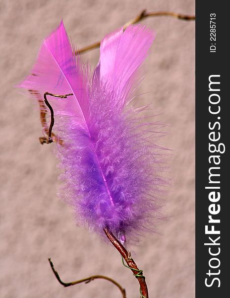 Pink feather on a twig.
