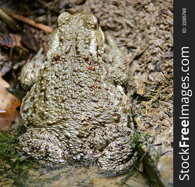 Grey Toad. View from above. Grey Toad. View from above