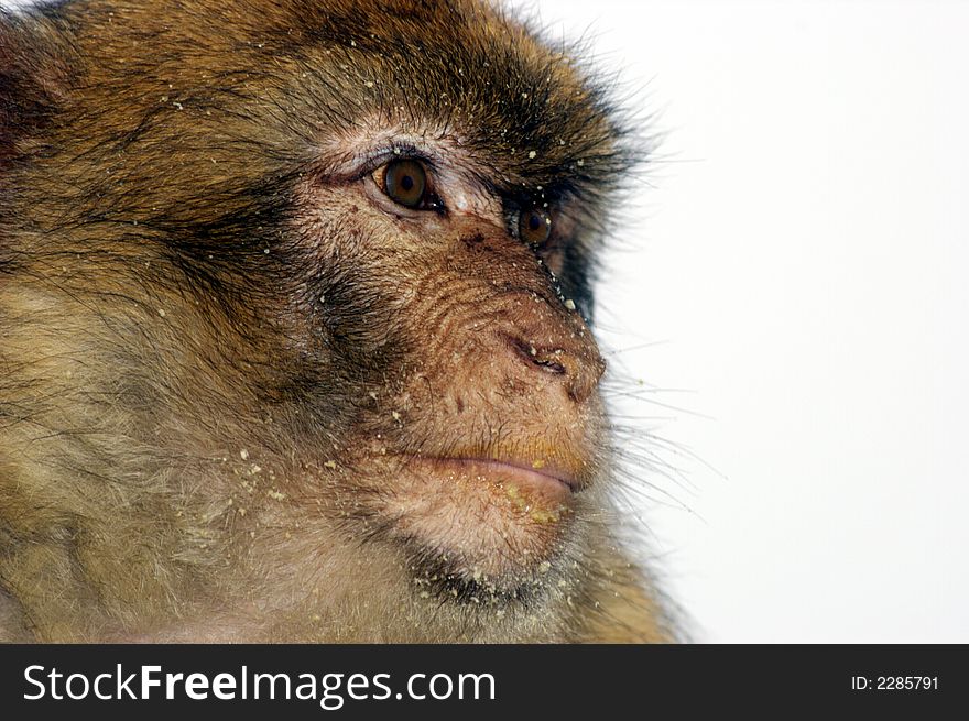 Detail of an ape in Gibraltar. Detail of an ape in Gibraltar