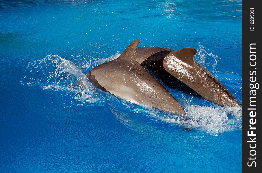 Two dolphins in a blue water