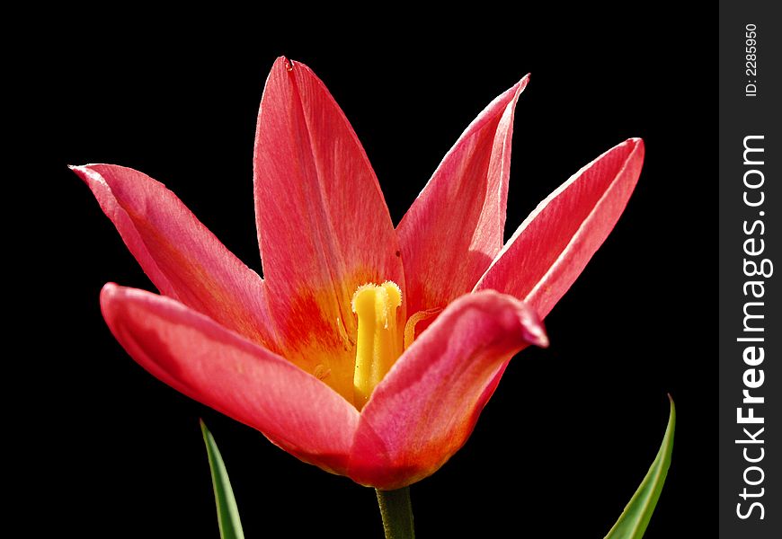 Closeup of red and yellow tulip isolated on black background
