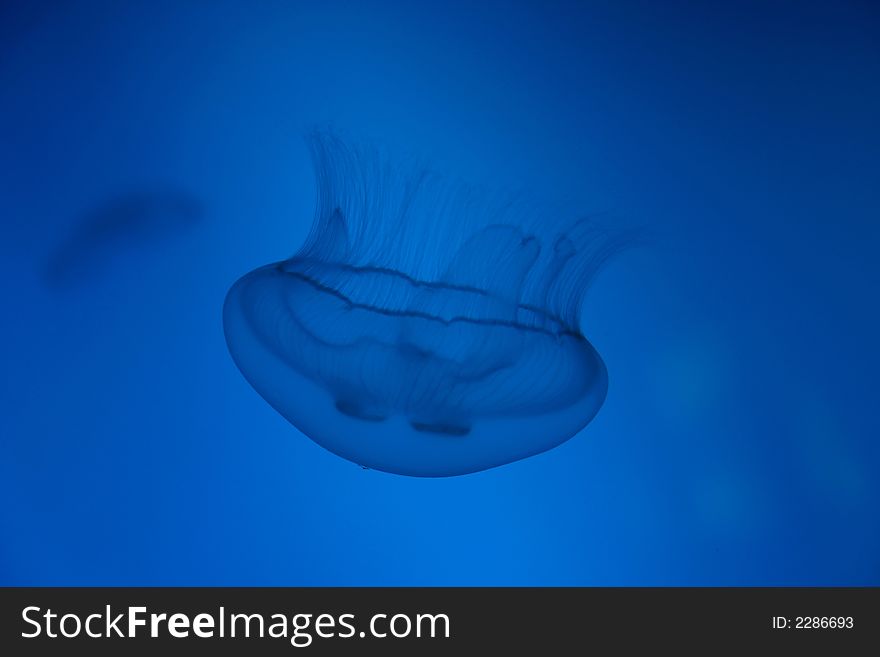 Medusa in blue deep water