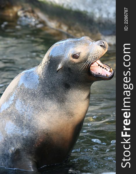 Sealion