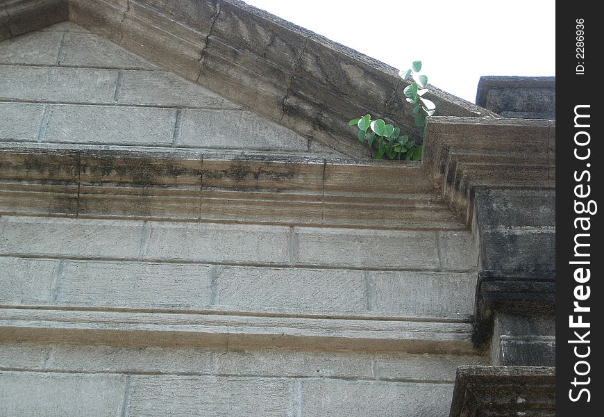 Just wondering- how come a plant grows near the roof? and survive- without soil, without water, and of course, without neighbors to talk with?. Just wondering- how come a plant grows near the roof? and survive- without soil, without water, and of course, without neighbors to talk with?