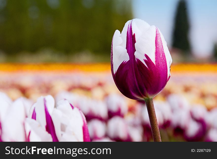 Close up of a cabernet and white tulip. Close up of a cabernet and white tulip