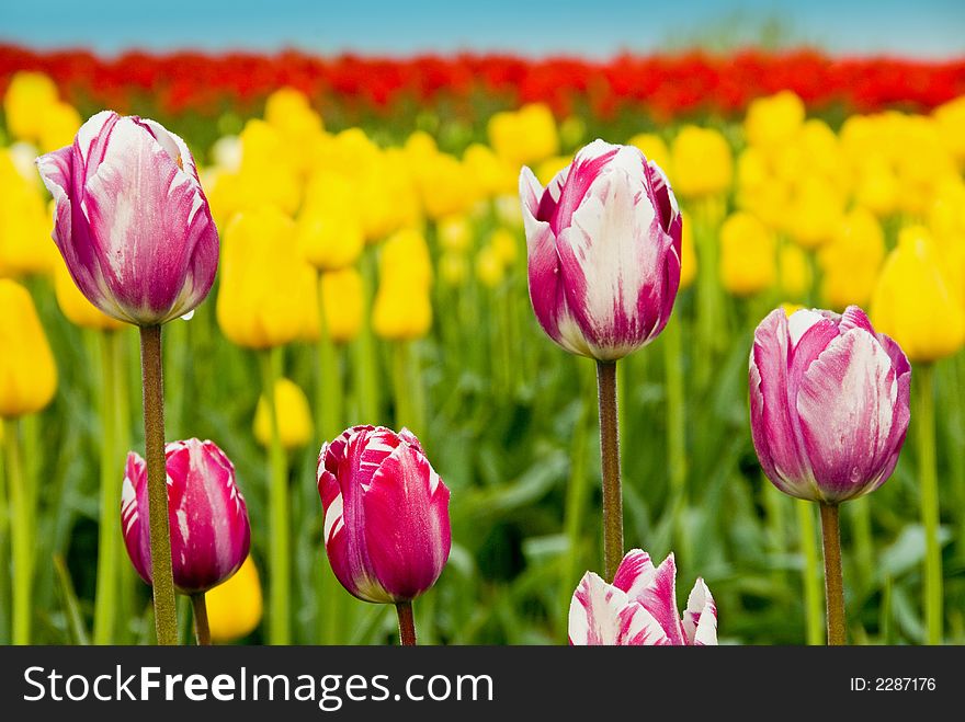 Pink and white tulips with yellow and red. Pink and white tulips with yellow and red