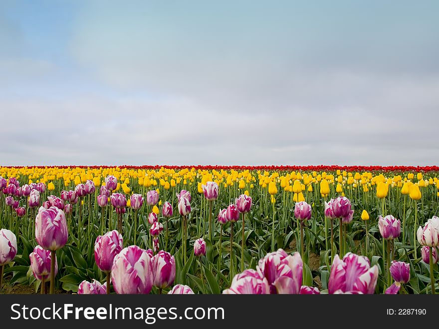 Mixed tulips in Skagit Valley, WA. Mixed tulips in Skagit Valley, WA