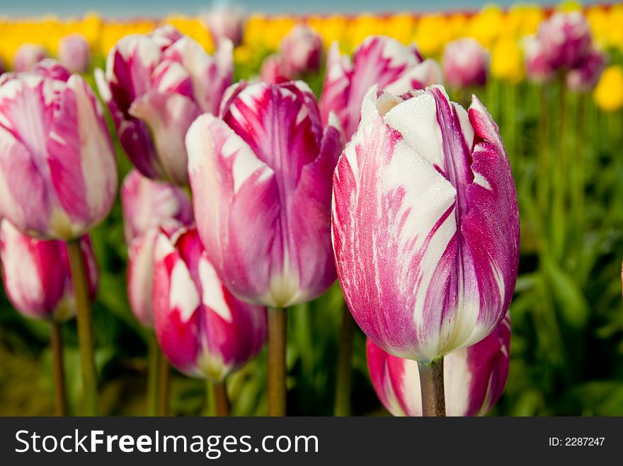 Pink and white tulips in Skagit Valley, WA. Pink and white tulips in Skagit Valley, WA