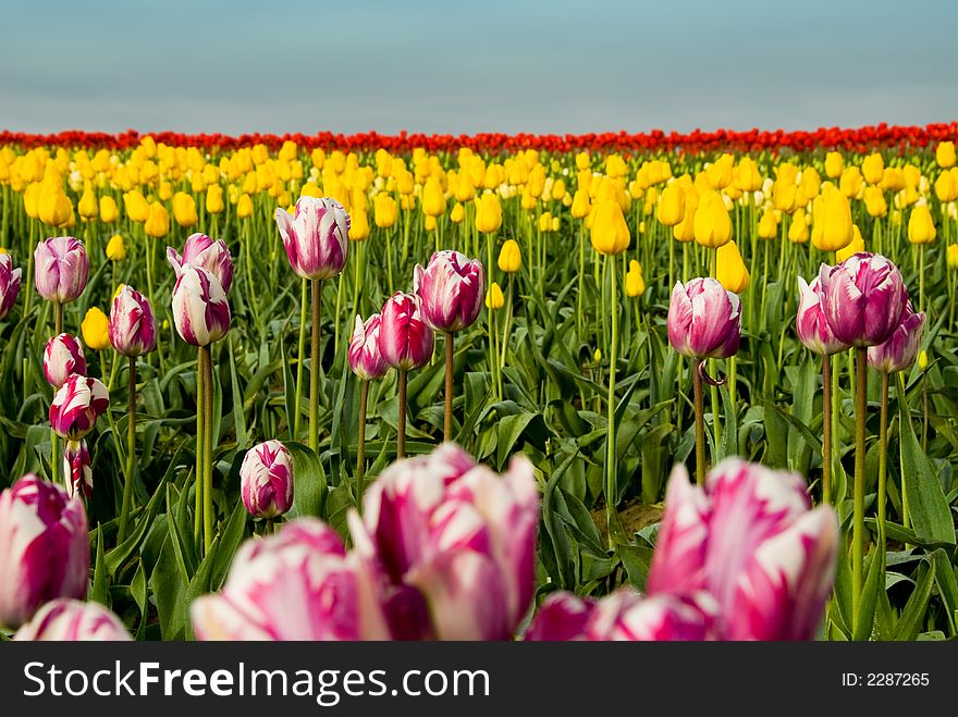 Endless Tulip Field