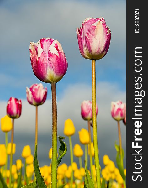 A pair of pink and white tulips. A pair of pink and white tulips