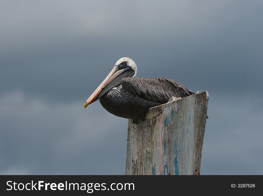 Pelican sitting near the ocean