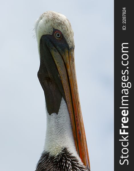 The portrait of white galapagos pelican. The portrait of white galapagos pelican