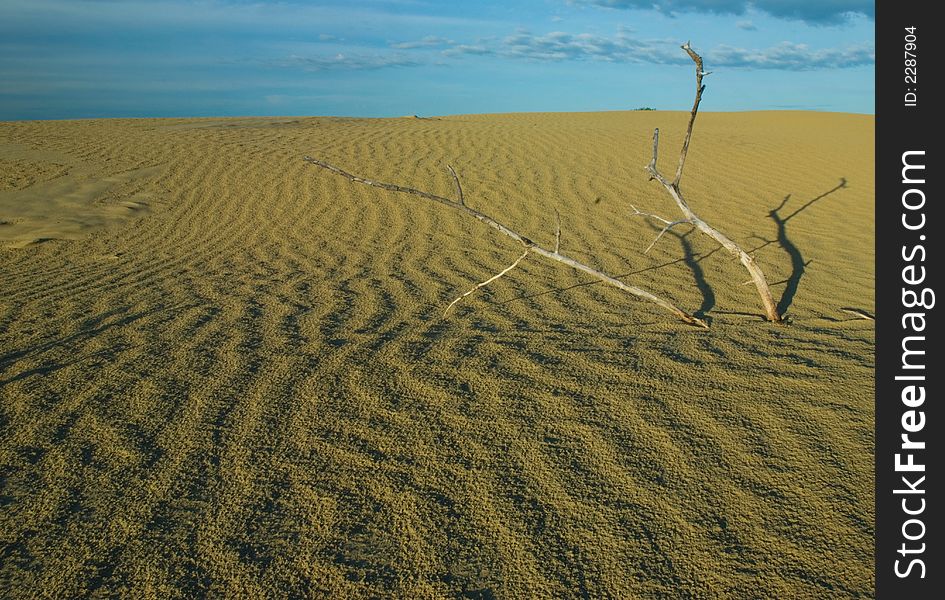 Dead branchs in sand dune suggest harsh climate and struggle for life. Dead branchs in sand dune suggest harsh climate and struggle for life