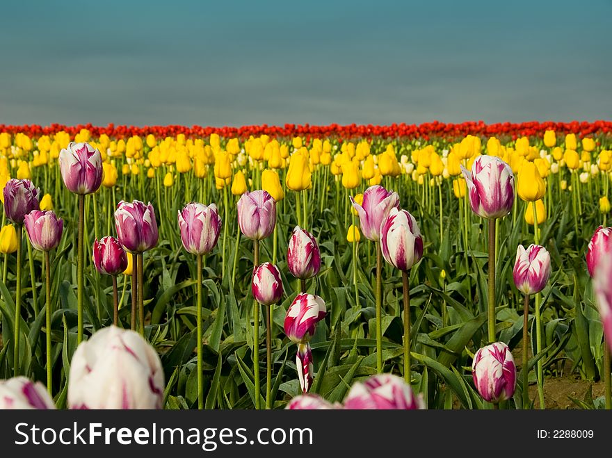 Tulips to infintiy in Skagit Valley, WA. Tulips to infintiy in Skagit Valley, WA