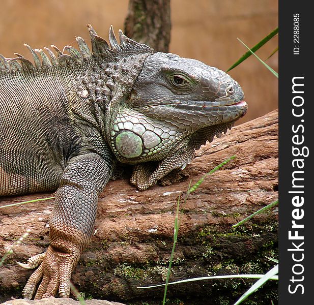 A land Iguana staring with a sad/doubtful/thoughtful look in the eyes.
Photograph taken in the São Carlos Ecological Park, Brazil.