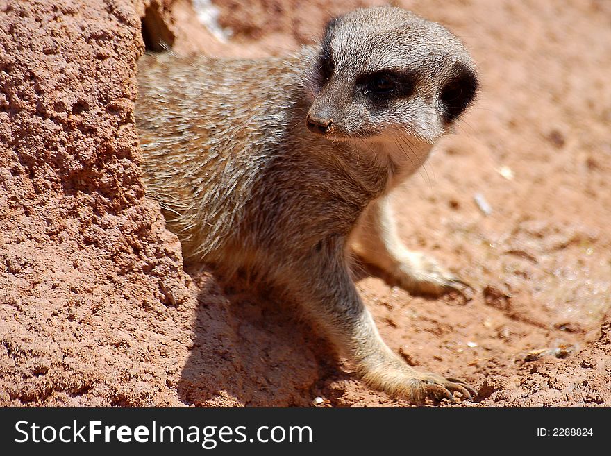 A meerkat pictured going out of it's tunnel. A meerkat pictured going out of it's tunnel.
