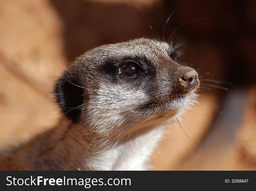 A meerkat pictured from close. A meerkat pictured from close.