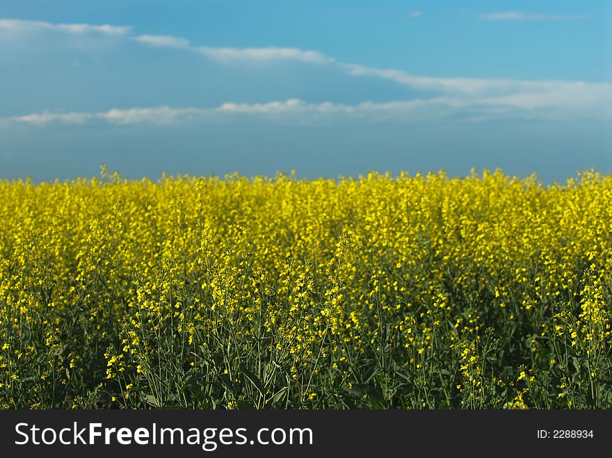 Bright yellow canola field, growth renewal