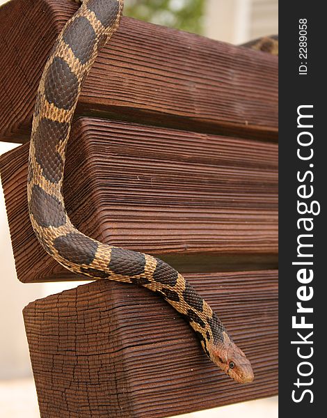 Eastern fox snake slithering down wooden bench. Eastern fox snake slithering down wooden bench.