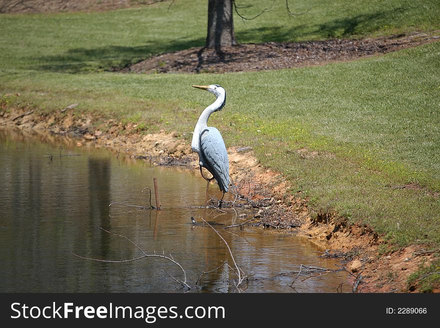 Plastic water bird on a small pond. It's hard to tell it from a real one. Plastic water bird on a small pond. It's hard to tell it from a real one.