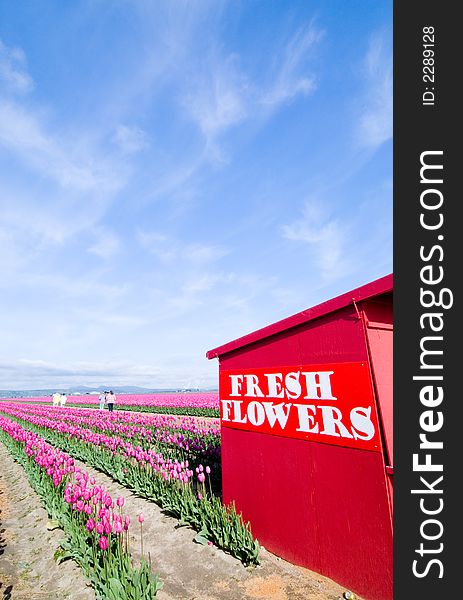 Tulip farm ans flower stand in Skagit Valley, WA. Tulip farm ans flower stand in Skagit Valley, WA