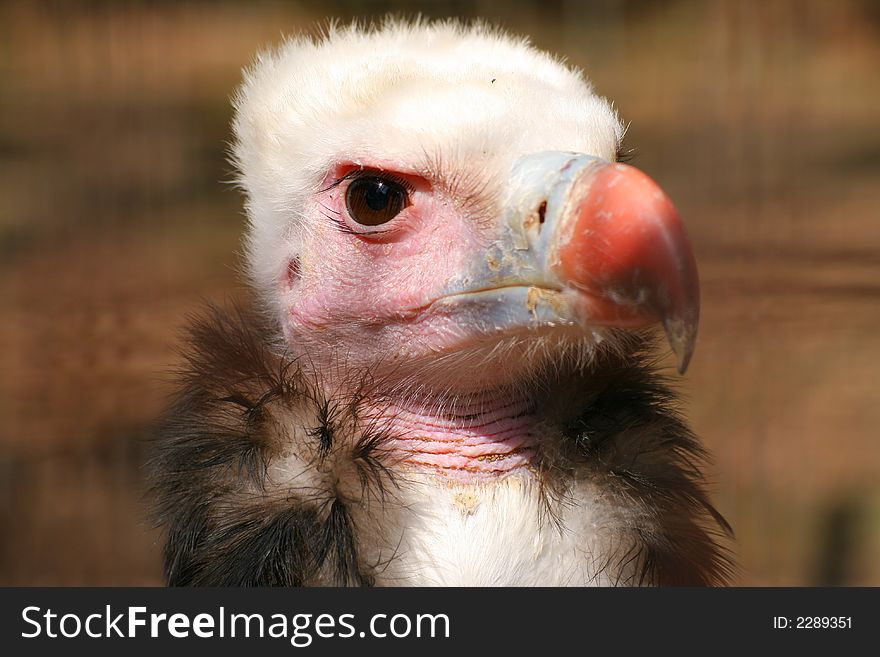White Headed Vulture with head turned