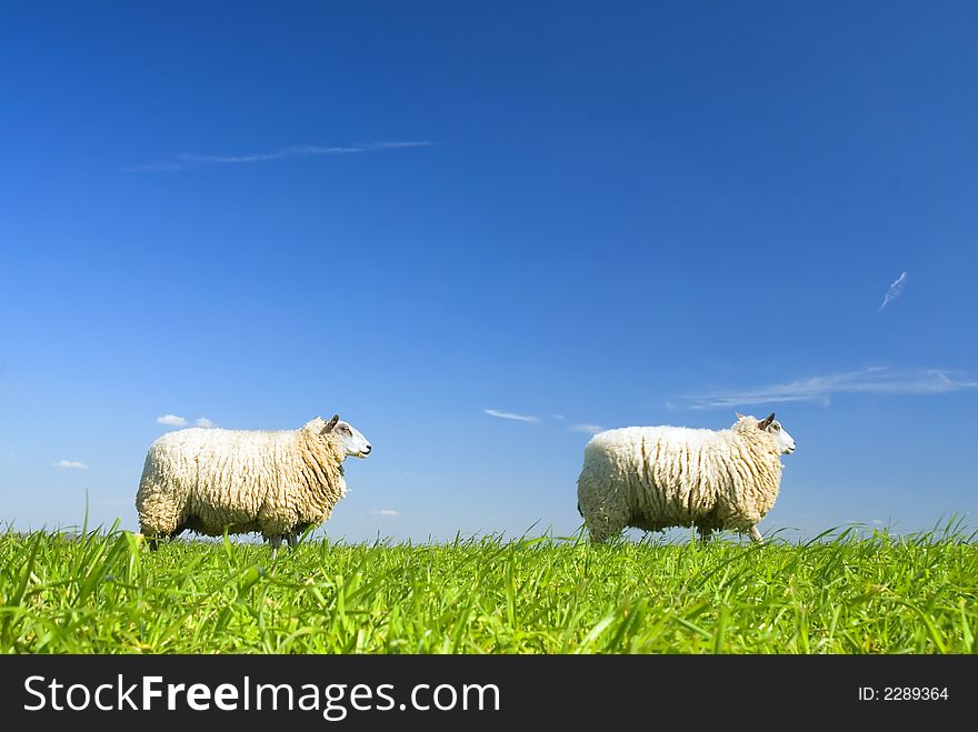 Two sheep walking by on grass