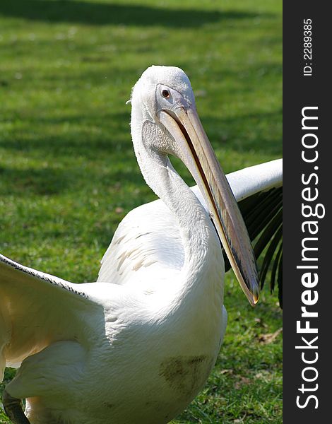 Pelican in a rural environment with outstretched wings