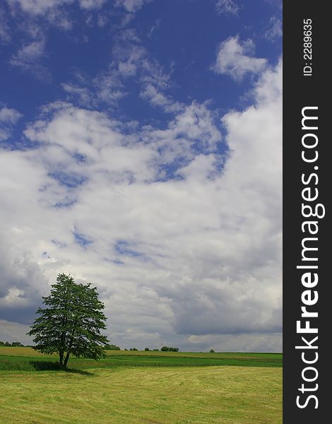 Single tree on the acre in harvest time