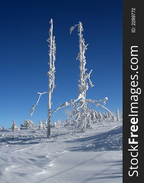 Frozen pines in winter