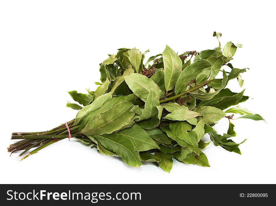 Several branches of a bay tree associated together on a white background. Several branches of a bay tree associated together on a white background.