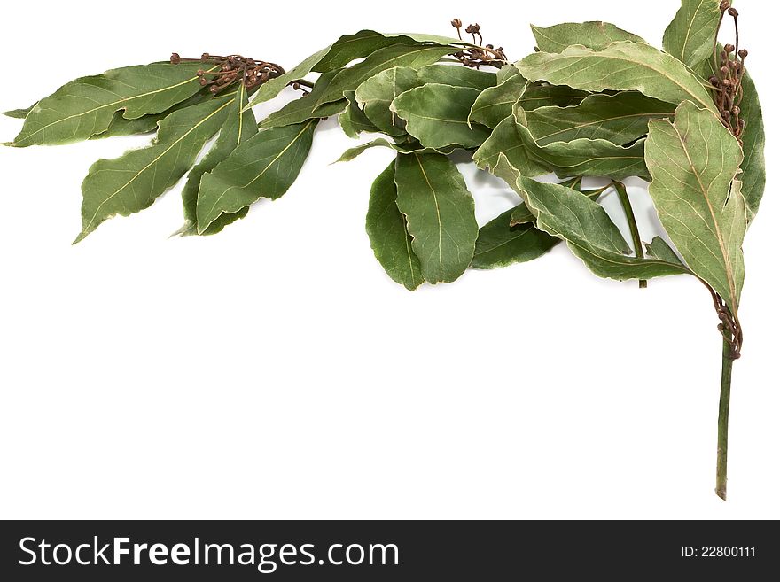 A few sprigs of a bay tree on a white background. A few sprigs of a bay tree on a white background.