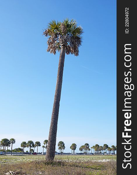 A slanted palm tree in the foreground and more trees in the back. Upham Beach, Florida.