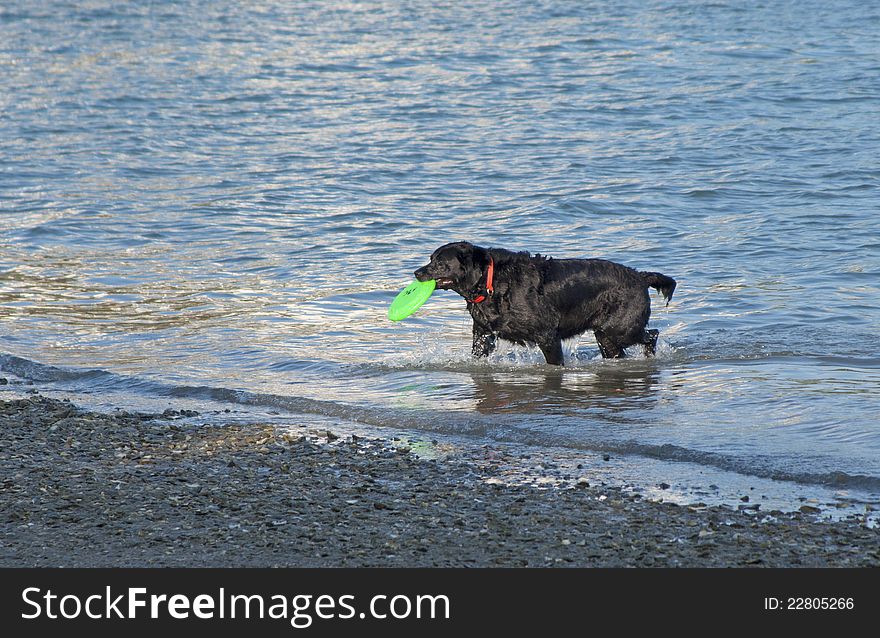 Black dog playing with a frisbee