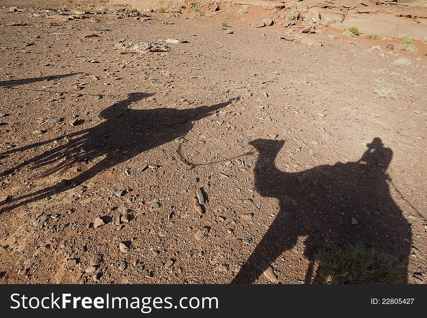 Shadows of camels Wadi Rum, Jordan