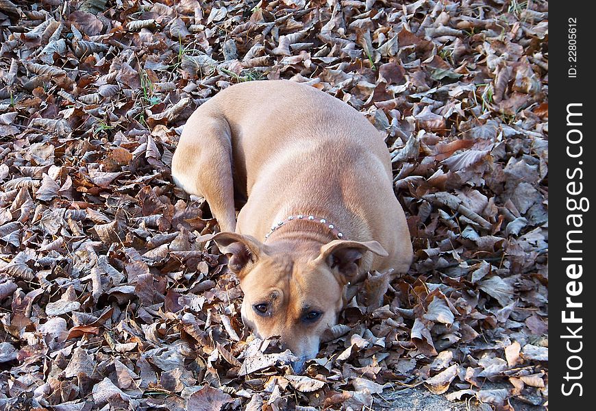 Dog laying down and hiding his snout under dry, fallen leafs. Dog laying down and hiding his snout under dry, fallen leafs.