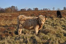 Highland Cow Stock Images Highland Cow Stock Images