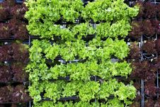 Rows Of Salad Stock Images Rows Of Salad Stock Images
