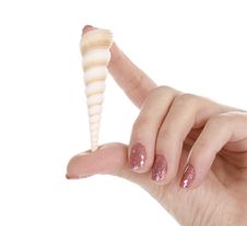 Female Hand Holding A Shell Stock Image Female Hand Holding A Shell Stock Image