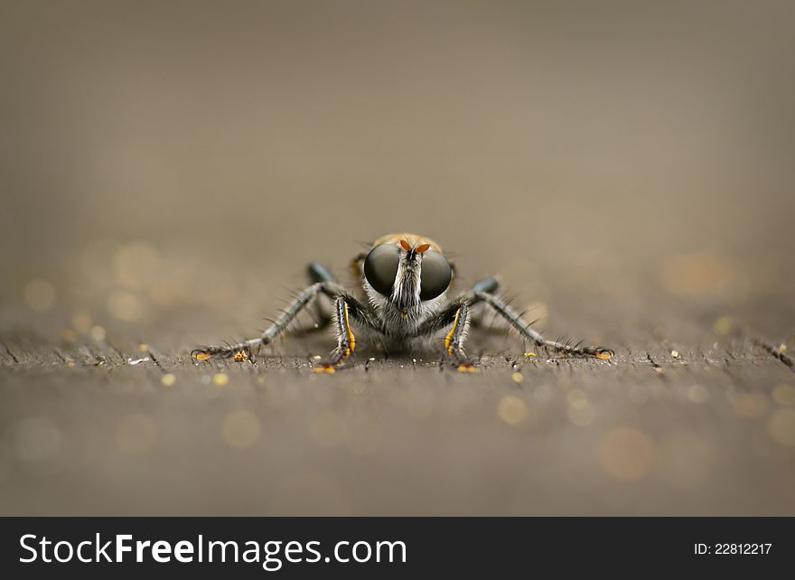 Front shot of an Australian fly