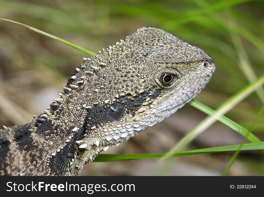 Australian wild lizard sitting in the grass