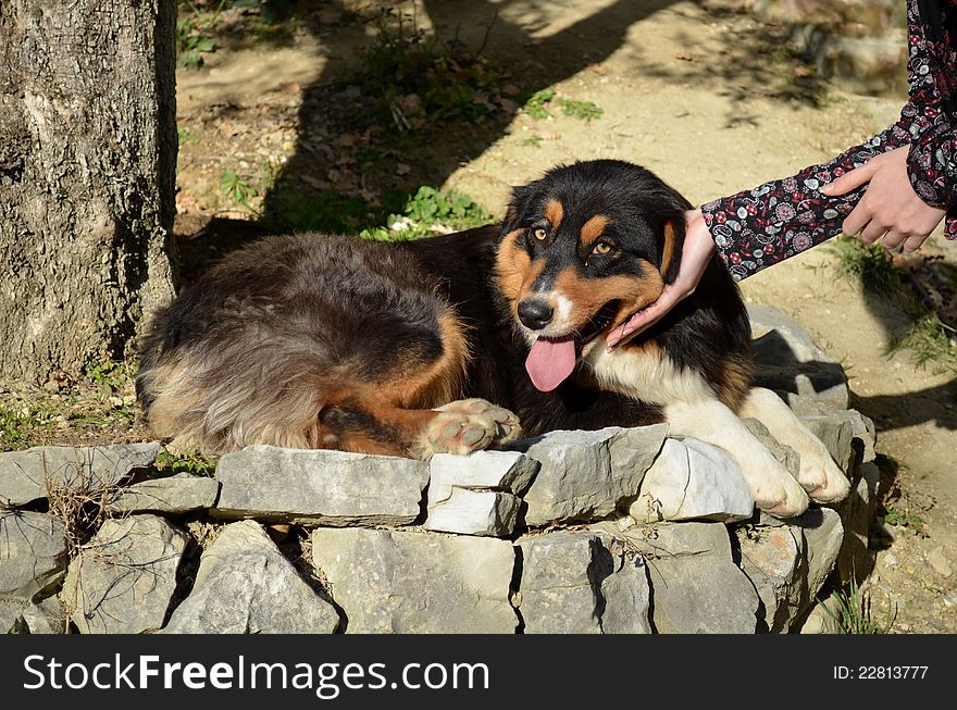 Female hand patting on the head of australian shepherd dog. Female hand patting on the head of australian shepherd dog.