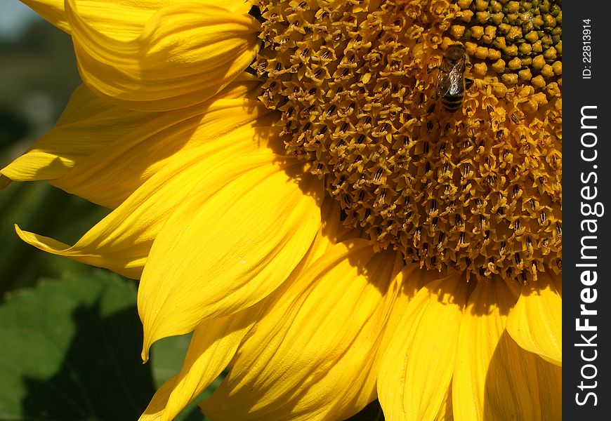 The close-up sunflower whith bee