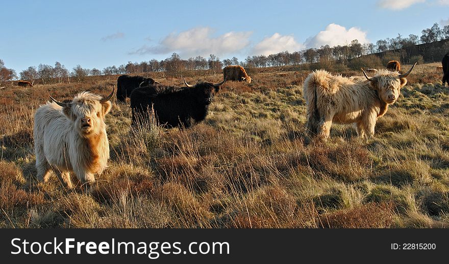 Different coloured Highland Cattle on the moors