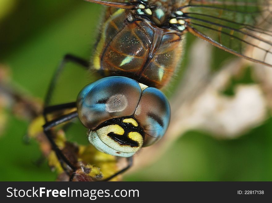 Detail of colorful dragonflies eyes. Detail of colorful dragonflies eyes