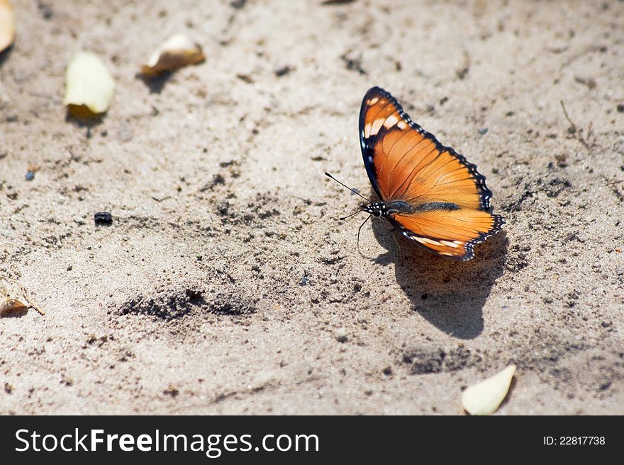 Butterfly &x28;Lepidoptera&x29